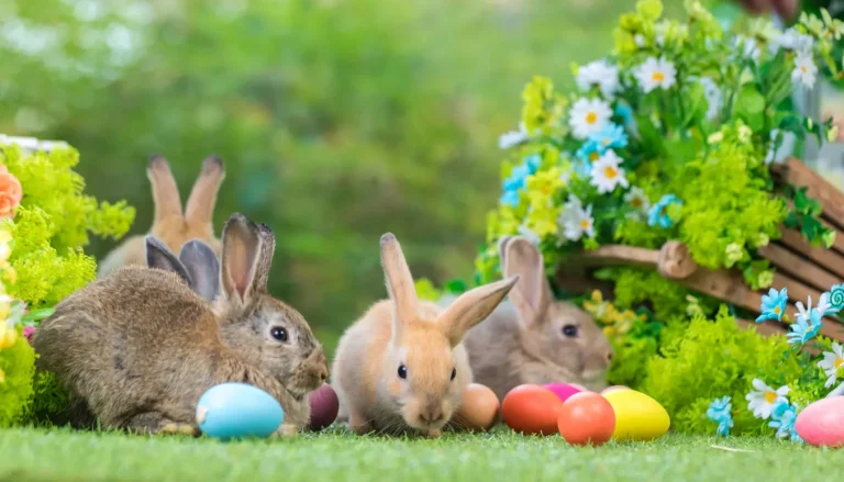 Do Jack Rabbits Lay Eggs? Debunking the Myth of Jack Rabbit Eggs